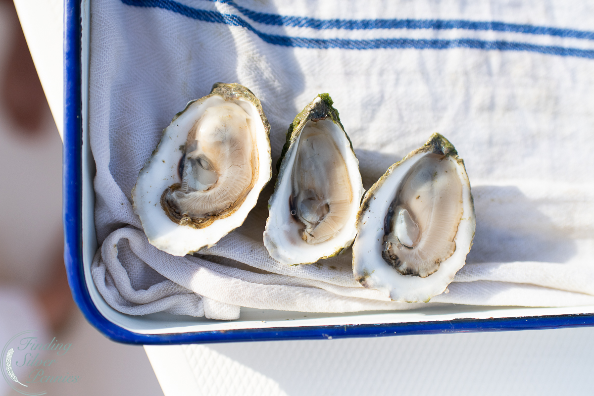 Shucking Gloves - Island Creek Oysters