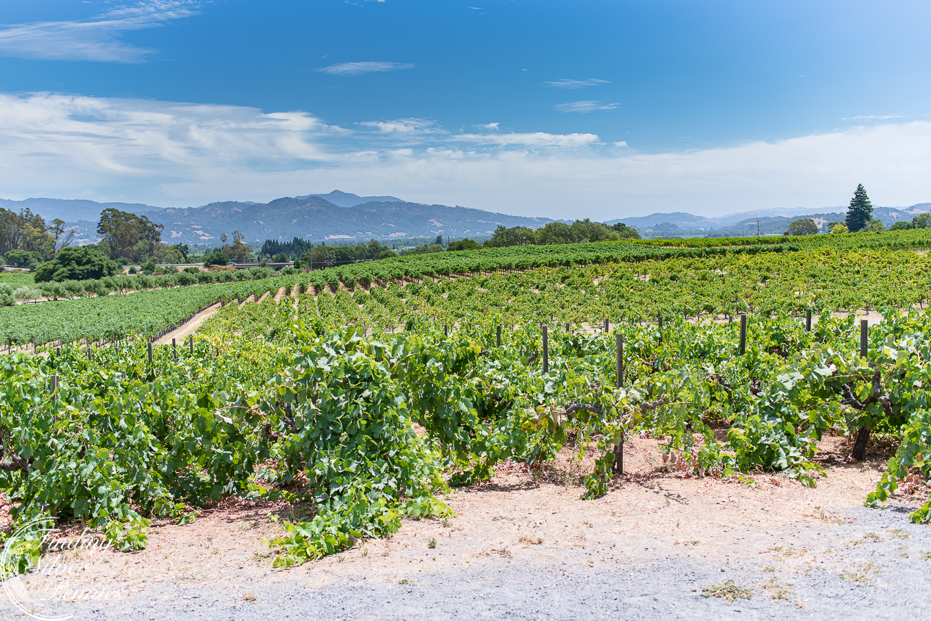 Why You Should Bring Your Kids to Wine Country - Finding Silver Pennies