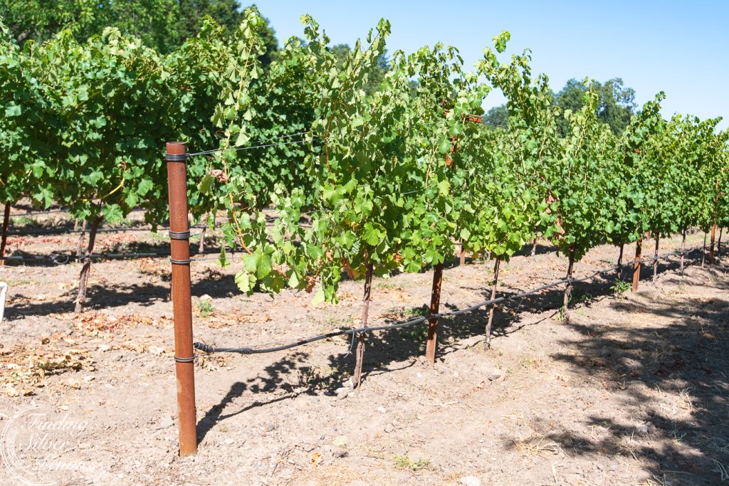 Why You Should Bring Your Kids to Wine Country - Finding Silver Pennies