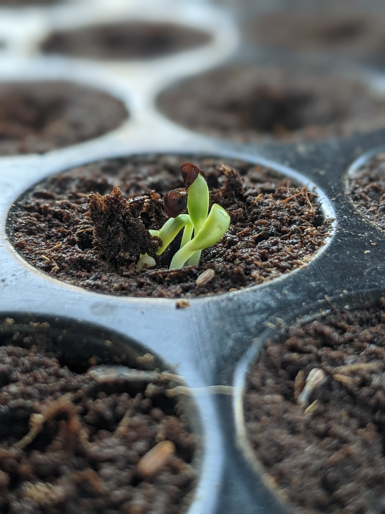 Sowing Seeds - Finding Silver Pennies