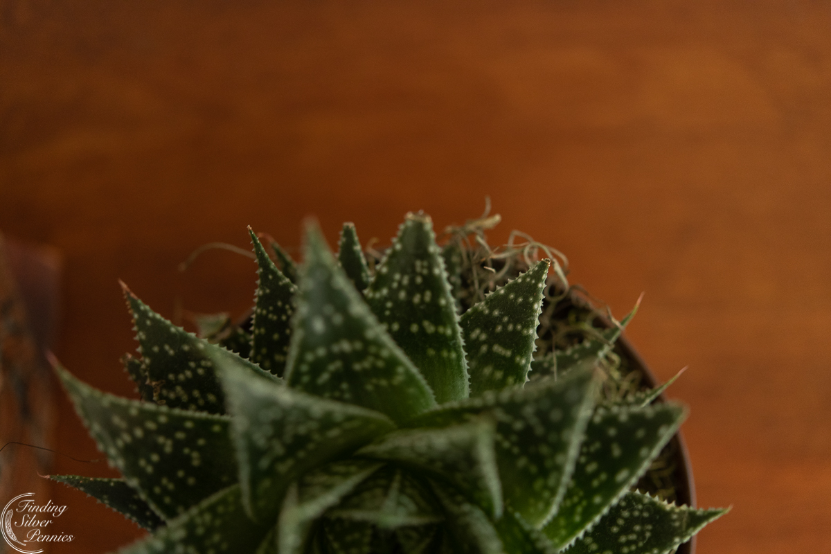 Cabinet top and close up of plant