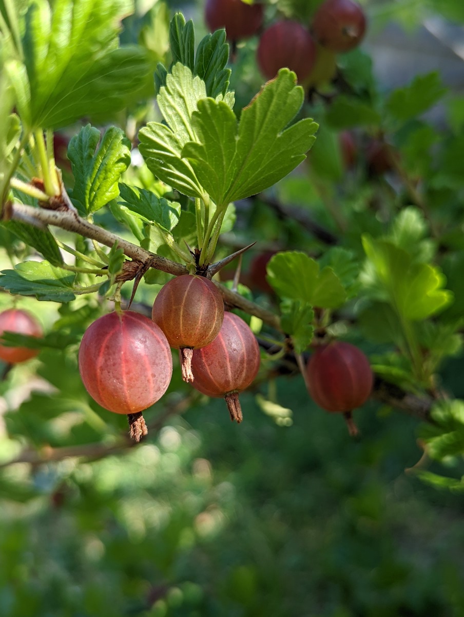 Easy Gooseberry Jam - Finding Silver Pennies